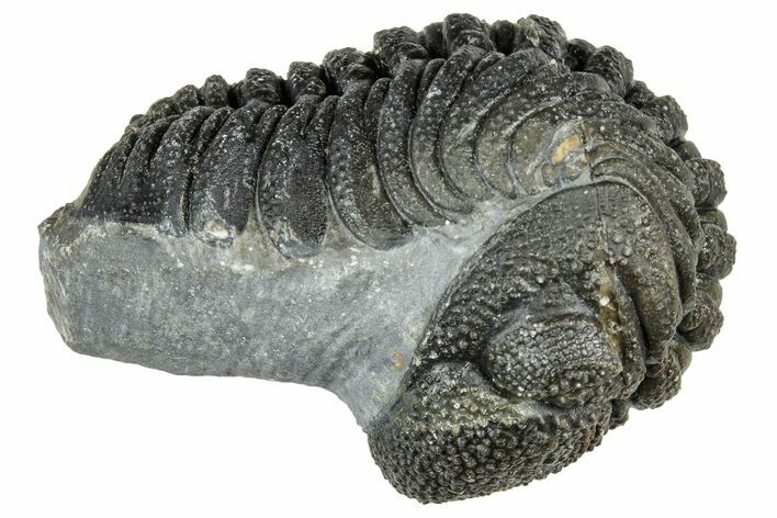 Long, Curled Morocops Trilobite - Morocco #323517